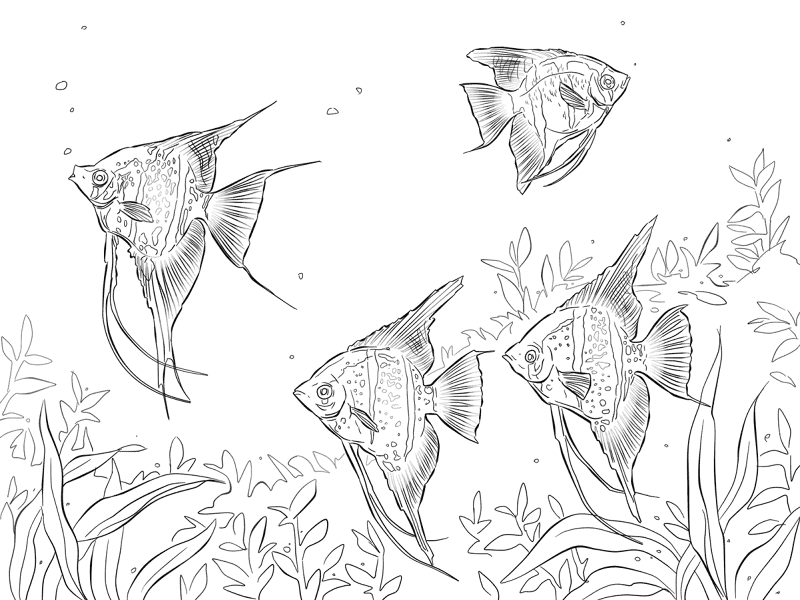 Freshwater Angelfishes Md Coloring Page — Free Printable — free printable coloring page