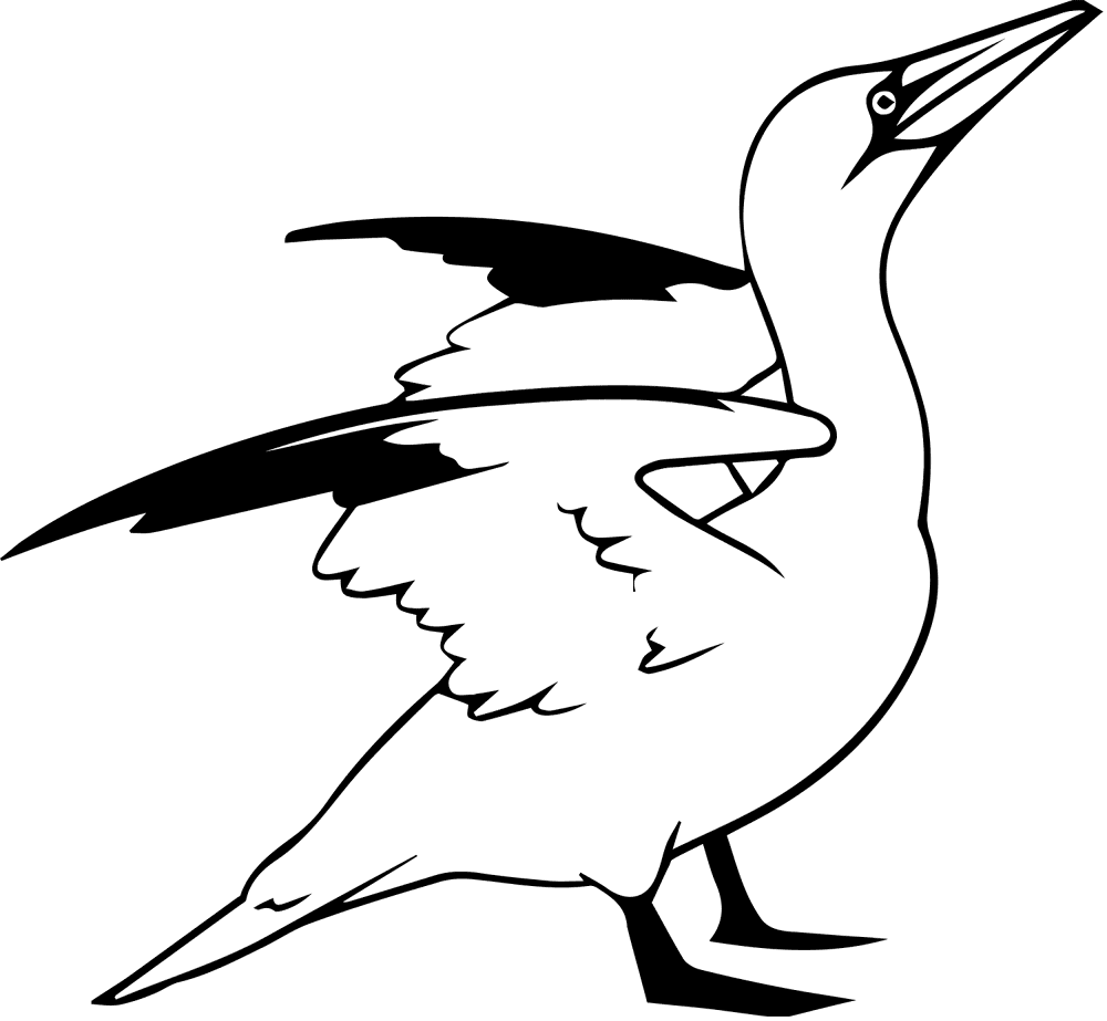 Gannet Seabird Coloring Page Md Coloring Page — Free Printable — free printable coloring page
