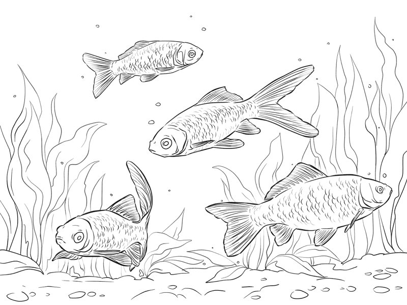 Goldfishes Md Coloring Page — Free Printable — free printable coloring page