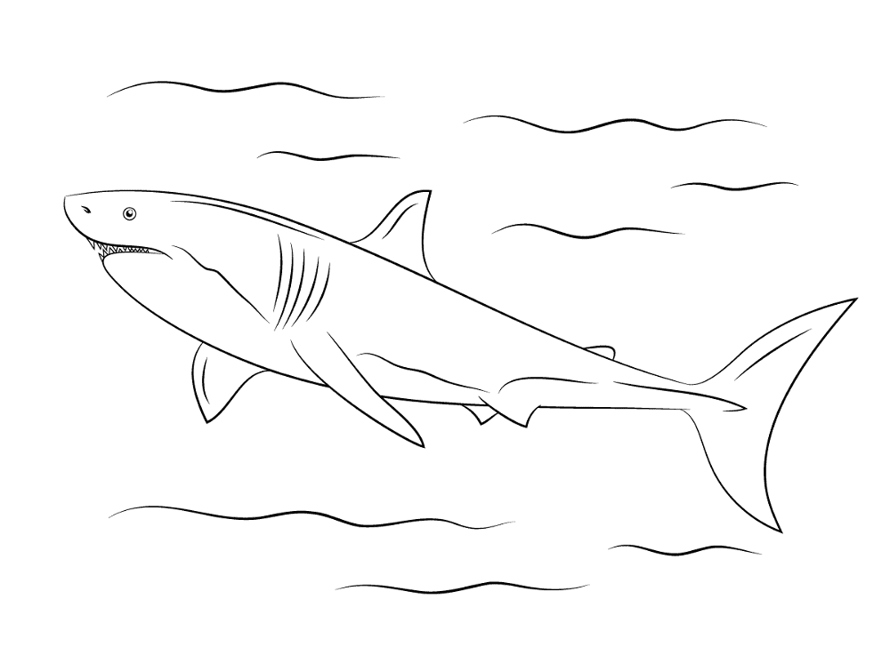 Great White Shark Coloring Page Md Coloring Page — Free Printable — free printable coloring page