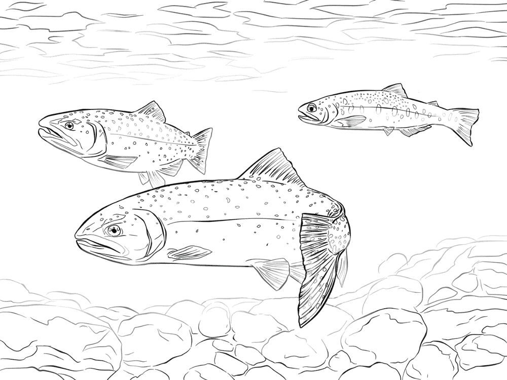 Greenback Cutthroat Trout Coloring Pages Md Coloring Page — Free Printable — free printable coloring page