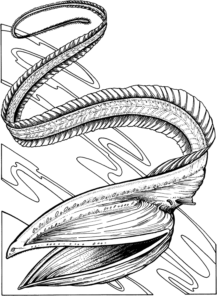 Gulper Eel Coloring Page Md Coloring Page — Free Printable — free printable coloring page