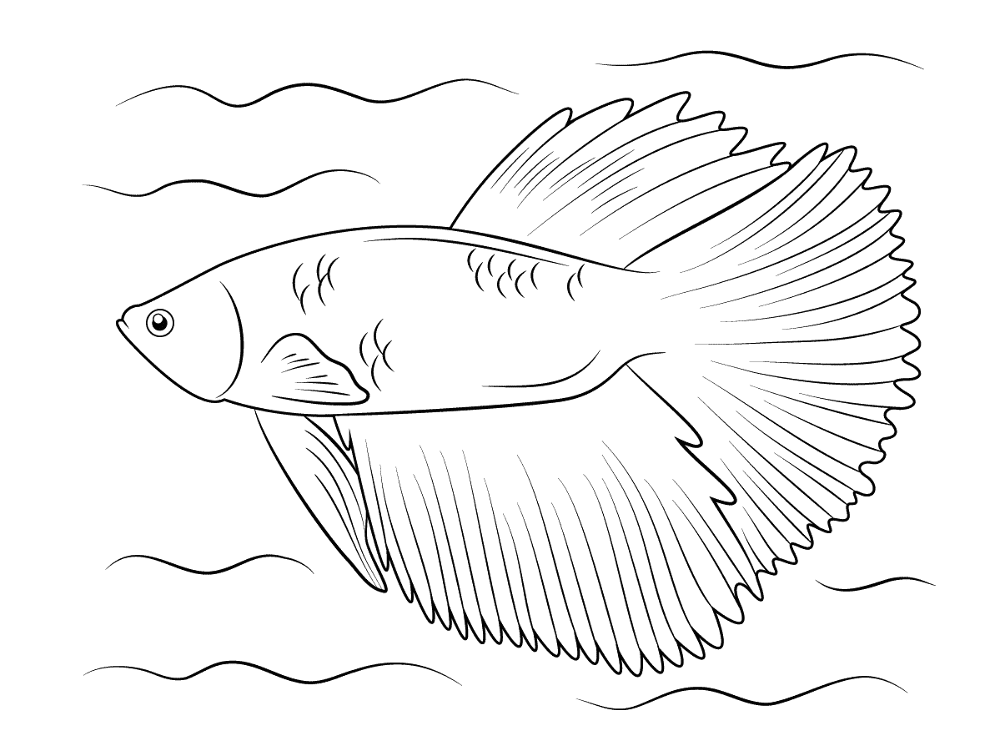 Halfmoon Betta Md Coloring Page — Free Printable — free printable coloring page
