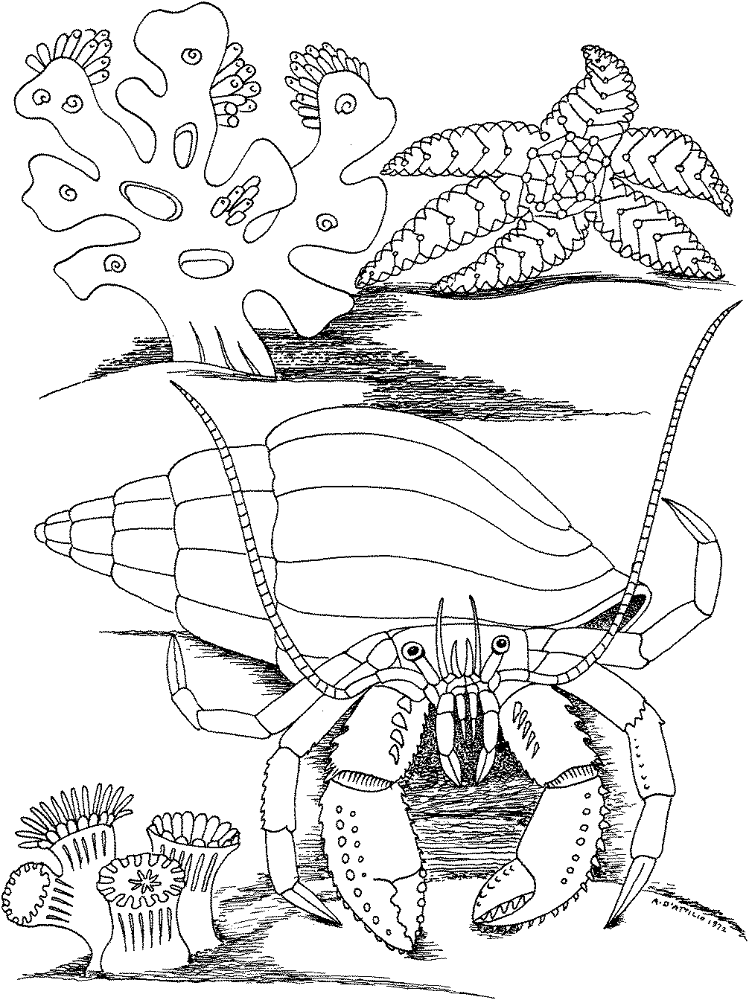 Hermit Crab And Star Fish Coloring Page Md Coloring Page — Free Printable — free printable coloring page