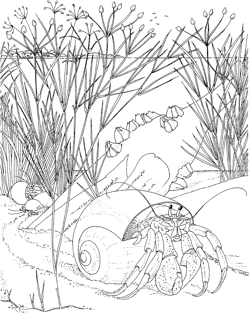 Hermit Crab Coloring Page Md Coloring Page — Free Printable — free printable coloring page