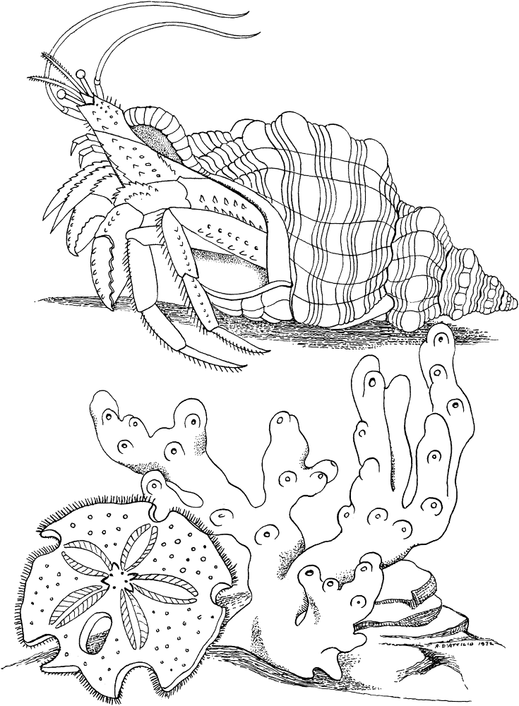 Hermit Crab On A Bottom Line Coloring Page Md Coloring Page — Free Printable — free printable coloring page