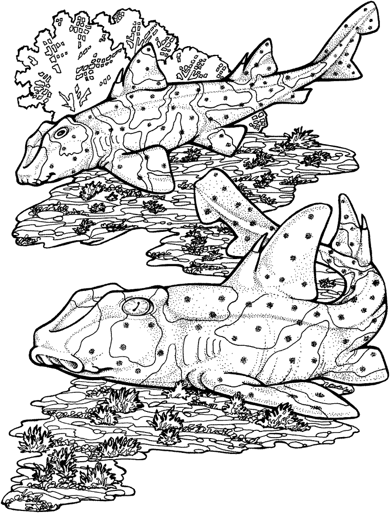 Horn Sharks Coloring Page Md Coloring Page — Free Printable — free printable coloring page
