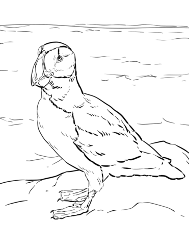 Horned Puffin Coloring Page Md Coloring Page — Free Printable — free printable coloring page