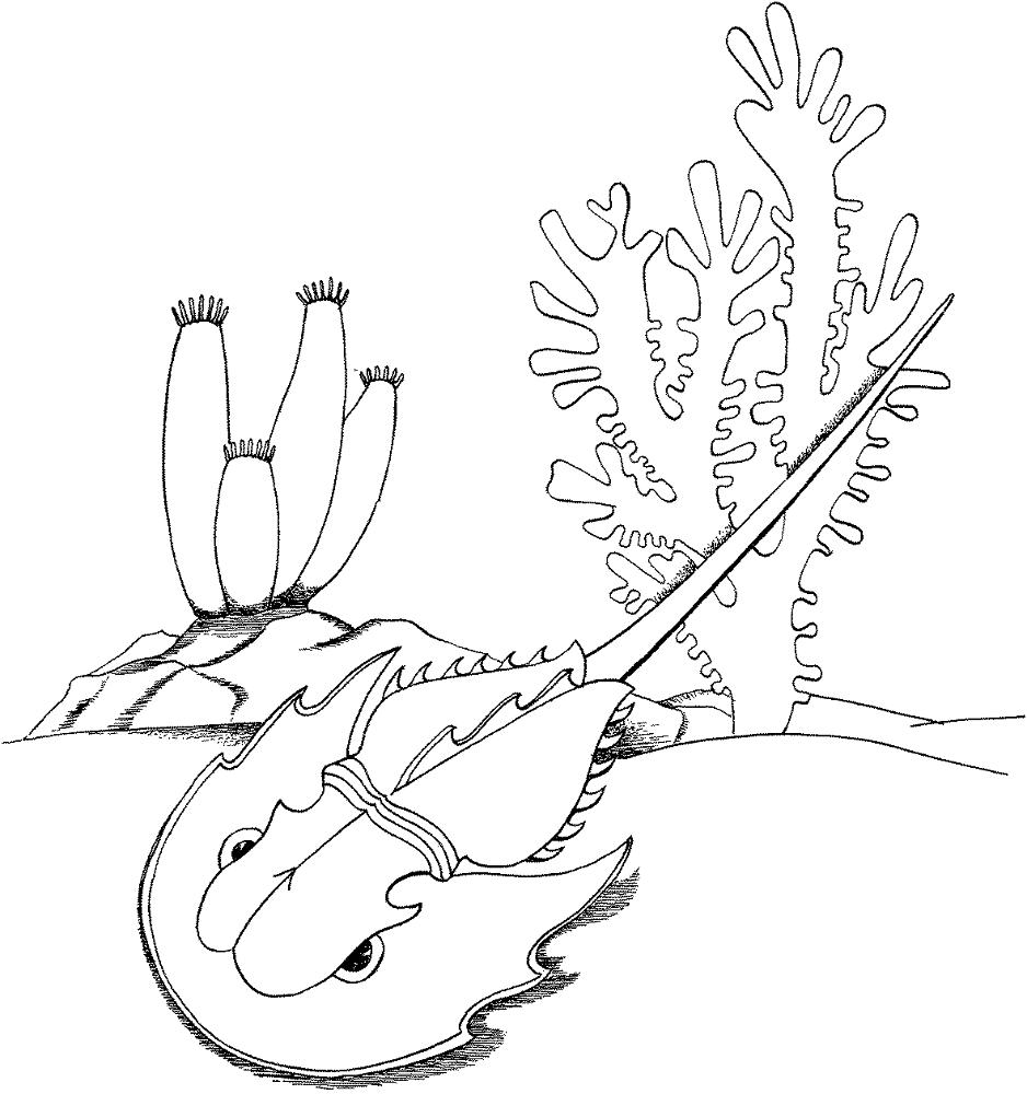 Horseshoe Crab Coloring Page Md Coloring Page — Free Printable — free printable coloring page