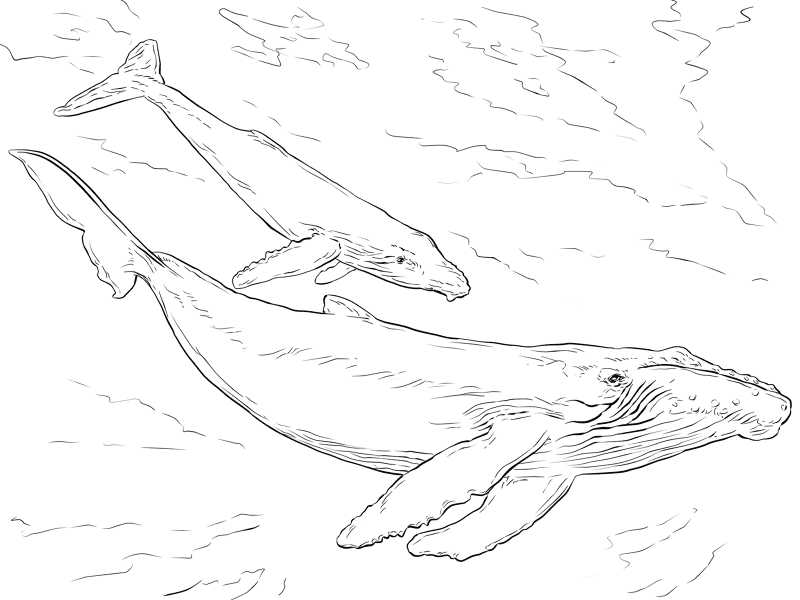 Humpback Whales Coloring Page Md Coloring Page — Free Printable — free printable coloring page