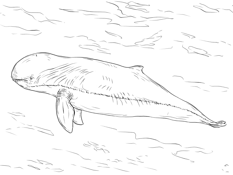Irrawaddy Dolphin Coloring Page Md Coloring Page — Free Printable — free printable coloring page