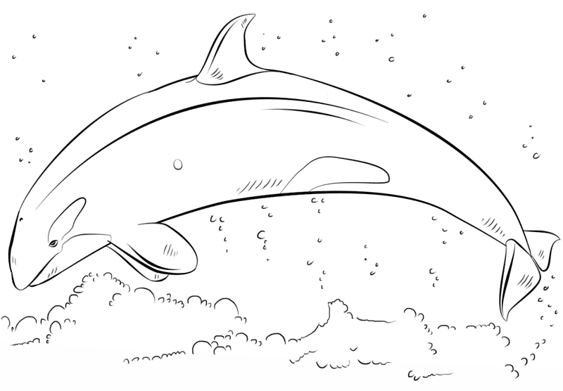Jumping Orca Coloring Page Md Coloring Page — Free Printable — free printable coloring page