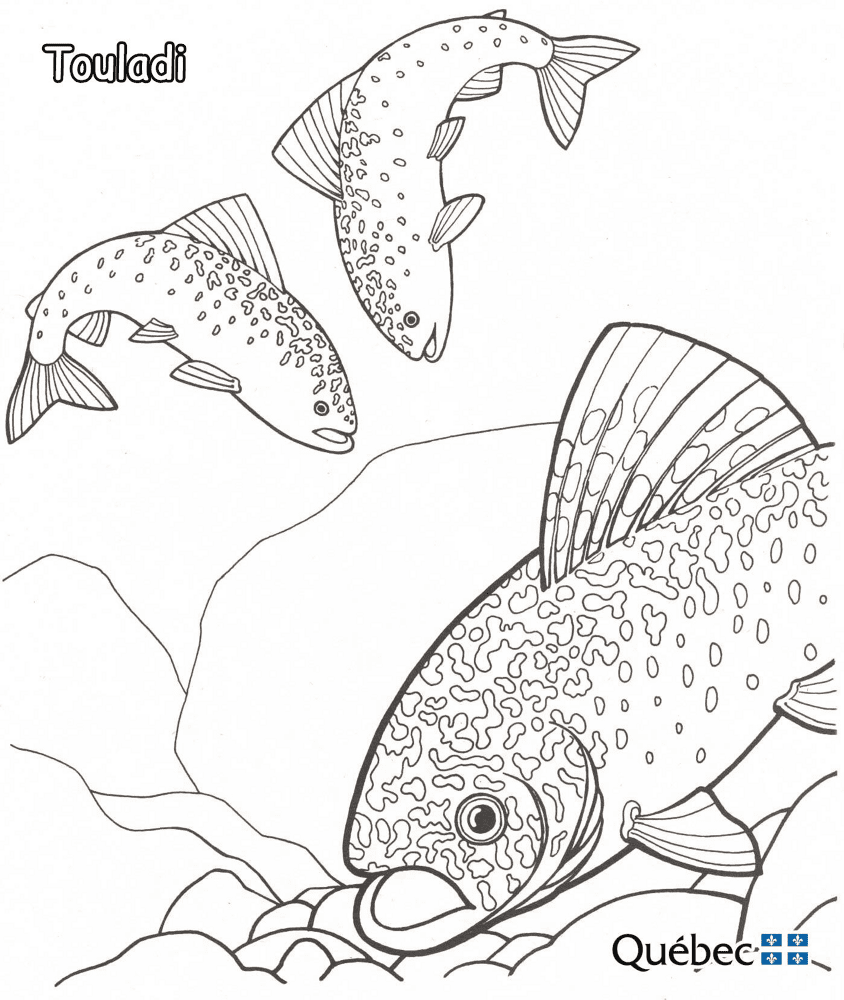 Lake Trout Md Coloring Page — Free Printable — free printable coloring page