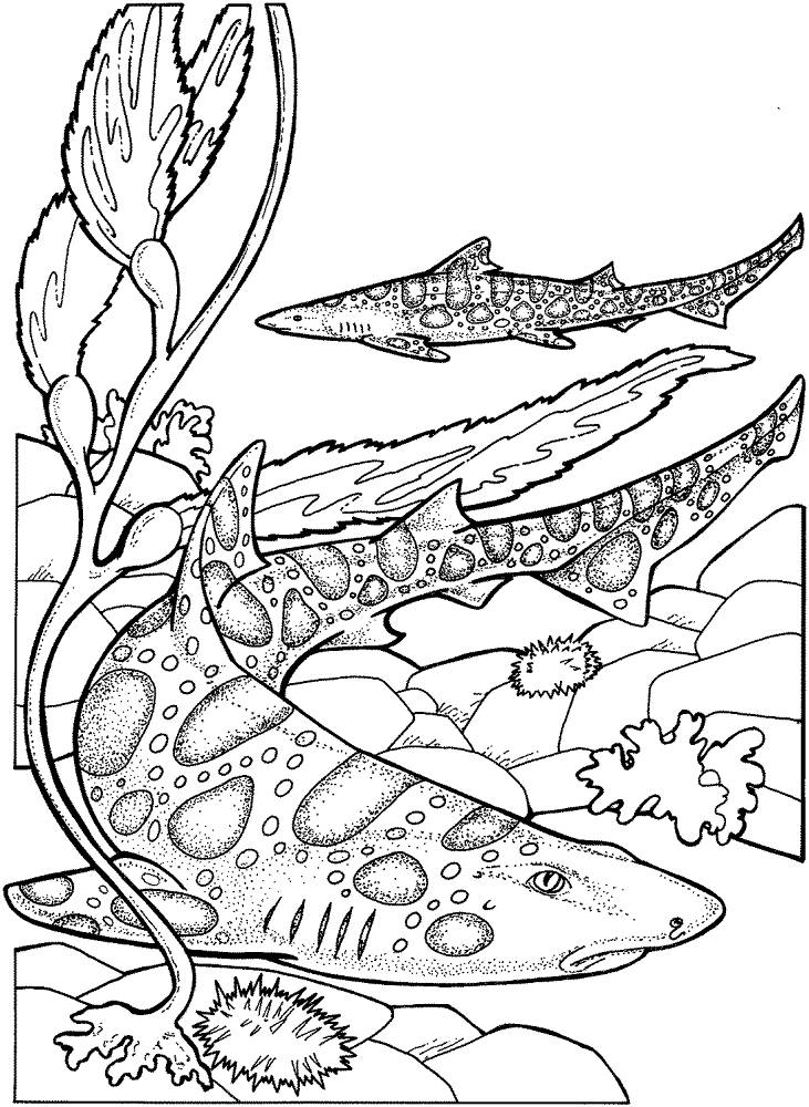 Leopard Shark Coloring Page Md Coloring Page — Free Printable — free printable coloring page