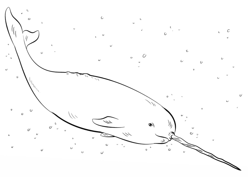 Narwhal Coloring Page Md Coloring Page — Free Printable — free printable coloring page
