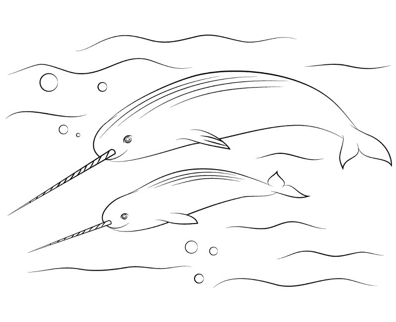 Narwhal Cute Calves Coloring Page Md Coloring Page — Free Printable — free printable coloring page
