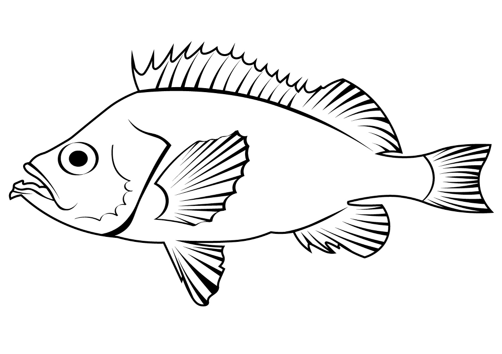 Pacific Ocean Perch Sebastes Alutus Coloring Page Md Coloring Page — Free Printable — free printable coloring page