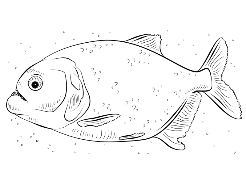 Piranha Coloring Page Md Coloring Page — Free Printable — free printable coloring page