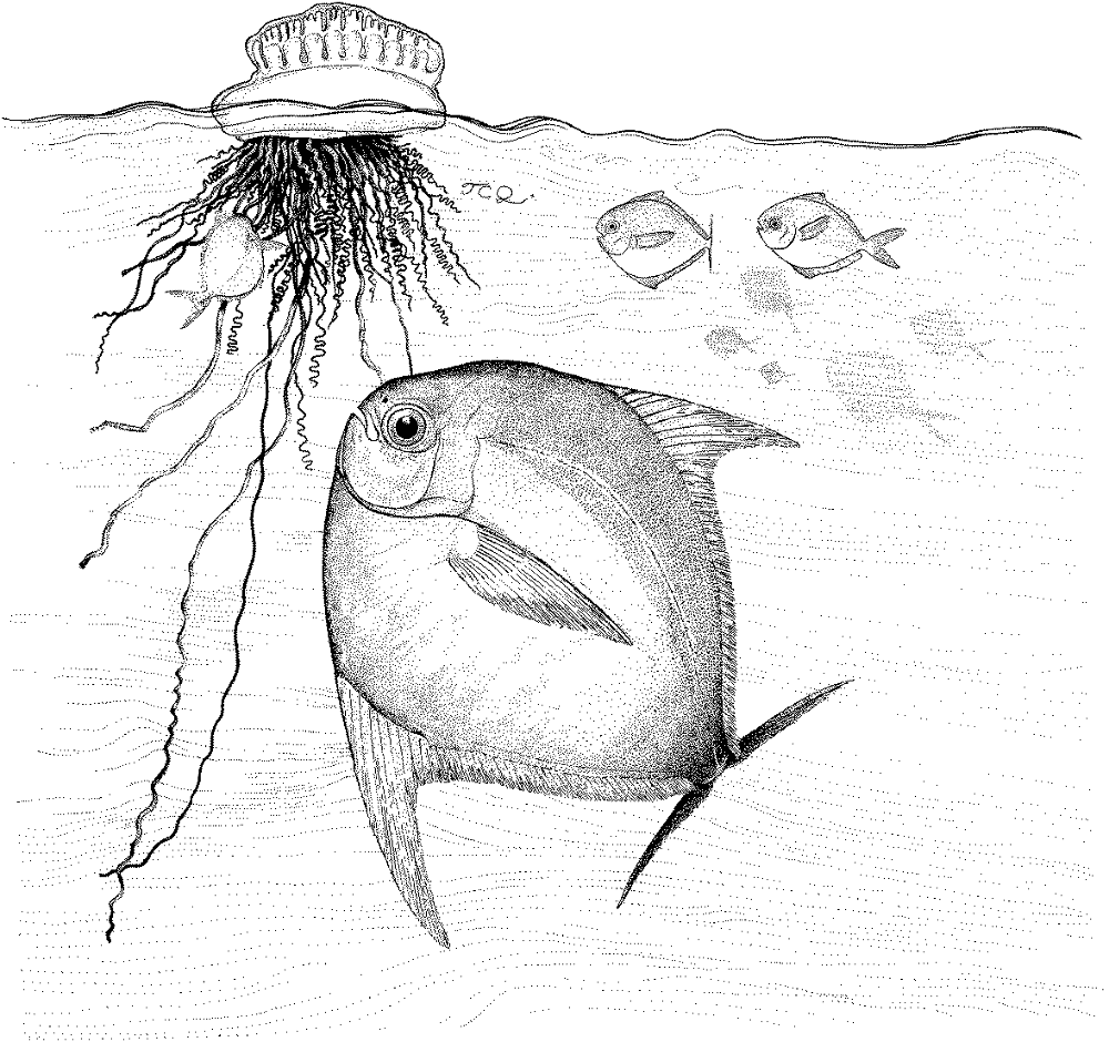 Portuguese Man Of War Coloring Page Md Coloring Page — Free Printable — free printable coloring page
