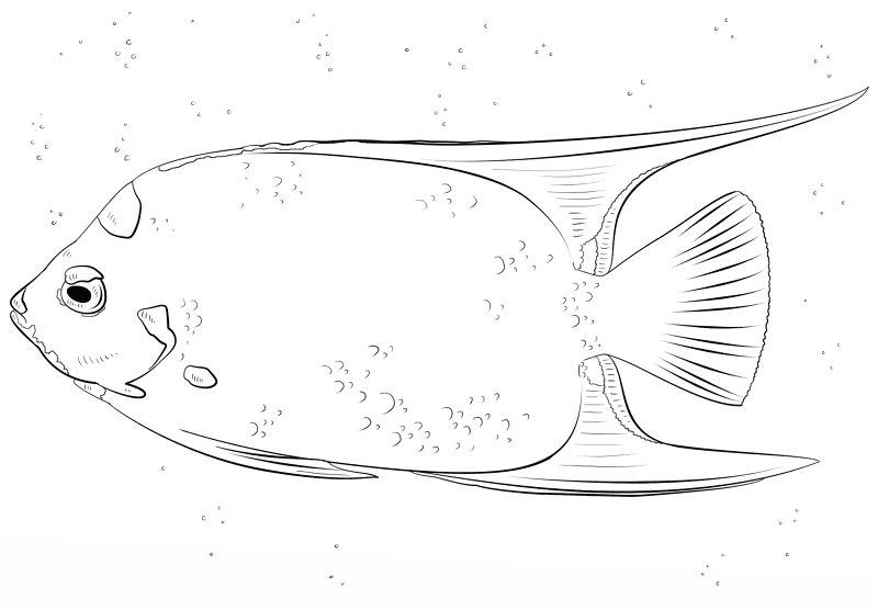 Queen Angelfish Coloring Page Md Coloring Page — Free Printable — free printable coloring page
