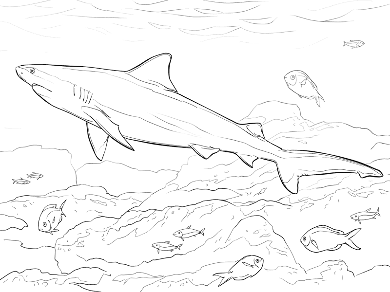 Realistic Bull Shark Coloring Page Md Coloring Page — Free Printable — free printable coloring page