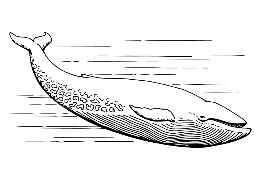 Realistic Grey Whale Coloring Page Md Coloring Page — Free Printable — free printable coloring page