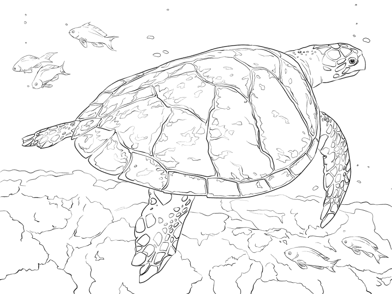 Realistic Hawksbill Sea Turtle Coloring Pages Md Coloring Page — Free Printable — free printable coloring page