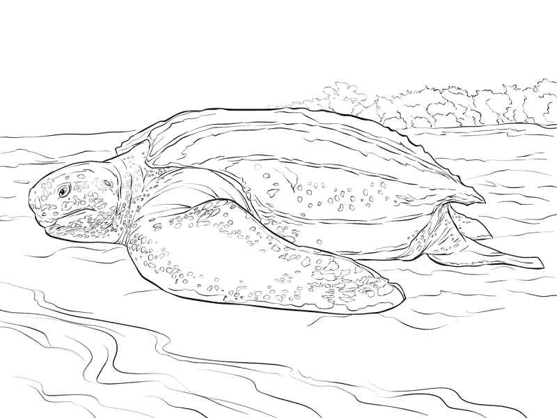 Realistic Leatherback Turtle Coloring Pages Md Coloring Page — Free Printable — free printable coloring page