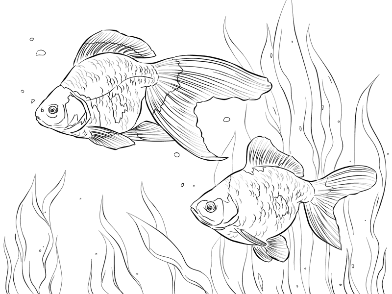 Ryukin Goldfishes Md Coloring Page — Free Printable — free printable coloring page