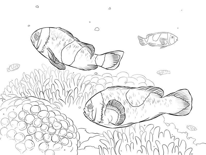 Saddleback Clownfishes Md Coloring Page — Free Printable — free printable coloring page