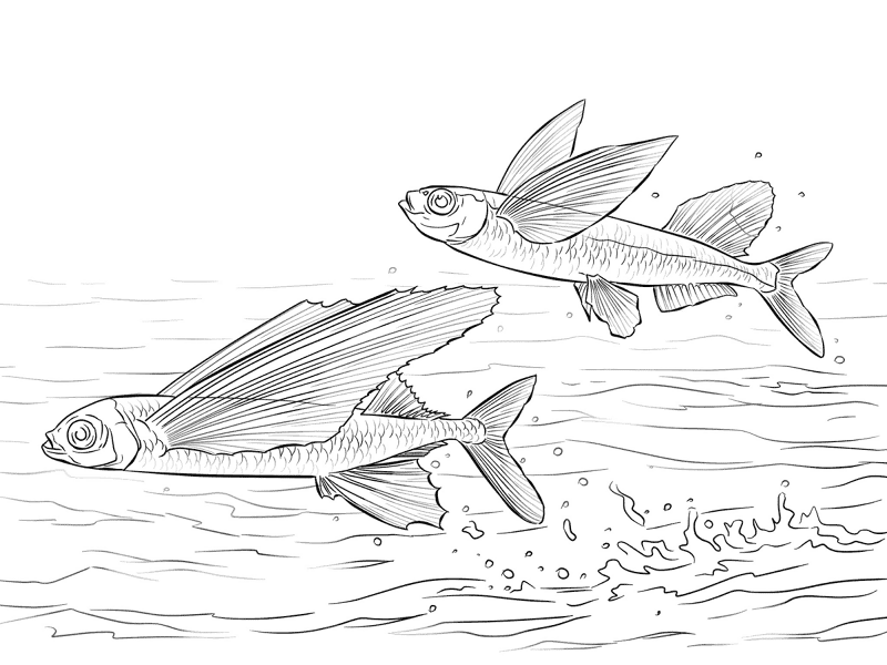 Sailfin Flying Fish And Common Atlantic Flying Fish Coloring Pages Md Coloring Page — Free Printable — free printable coloring page