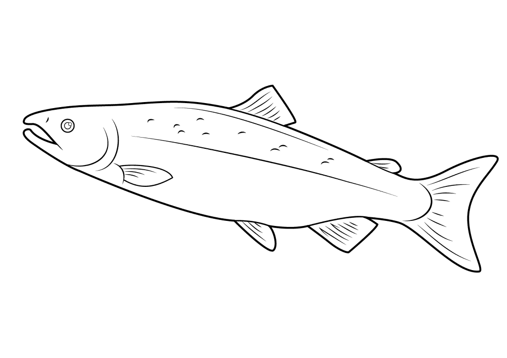 Salmon Coloring Page Md Coloring Page — Free Printable — free printable coloring page