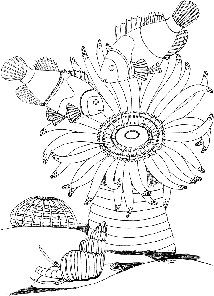 Sea Anemone And Snail Md Coloring Page — Free Printable — free printable coloring page