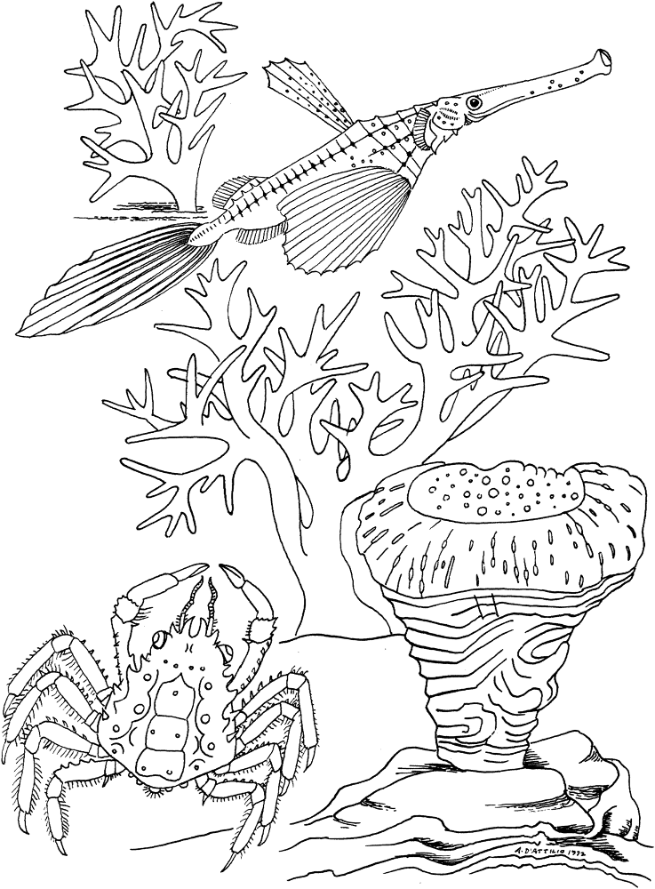 Sea Crab And Trumpet Fish Coloring Page Md Coloring Page — Free Printable — free printable coloring page