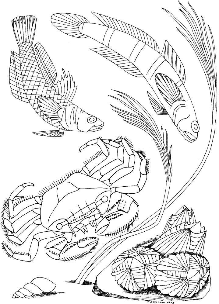 Sea Crab Shellfish Coloring Page Md Coloring Page — Free Printable — free printable coloring page