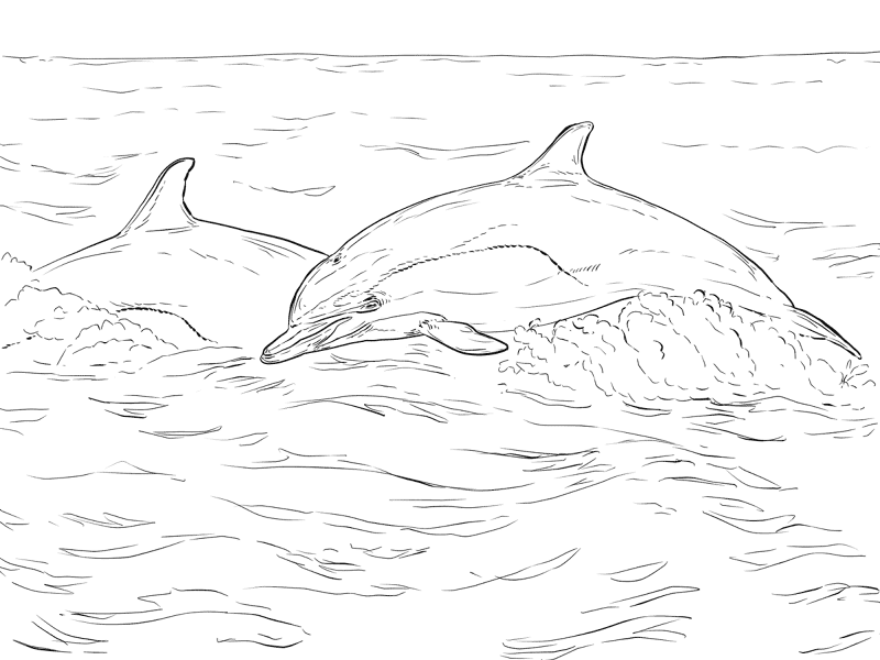 Short Beaked Common Dolphin Coloring Page Md Coloring Page — Free Printable — free printable coloring page