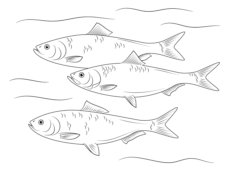 Skipjack Herring Fish Md Coloring Page — Free Printable — free printable coloring page