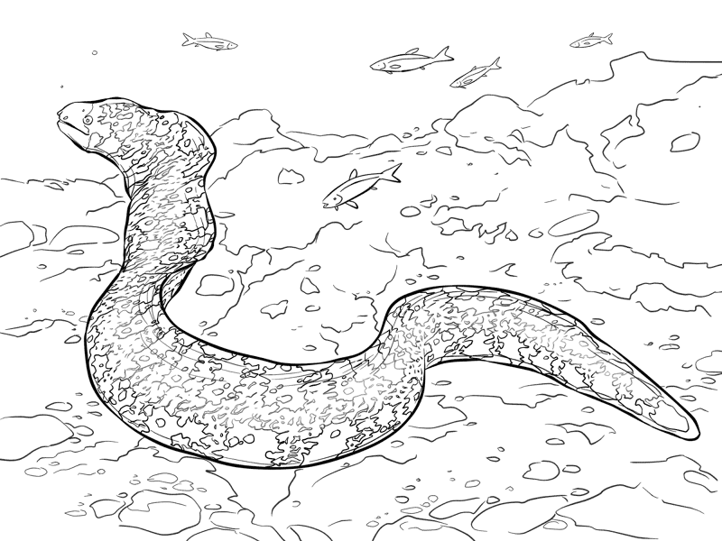 Snowflake Moray Eel Coloring Pages Md Coloring Page — Free Printable — free printable coloring page