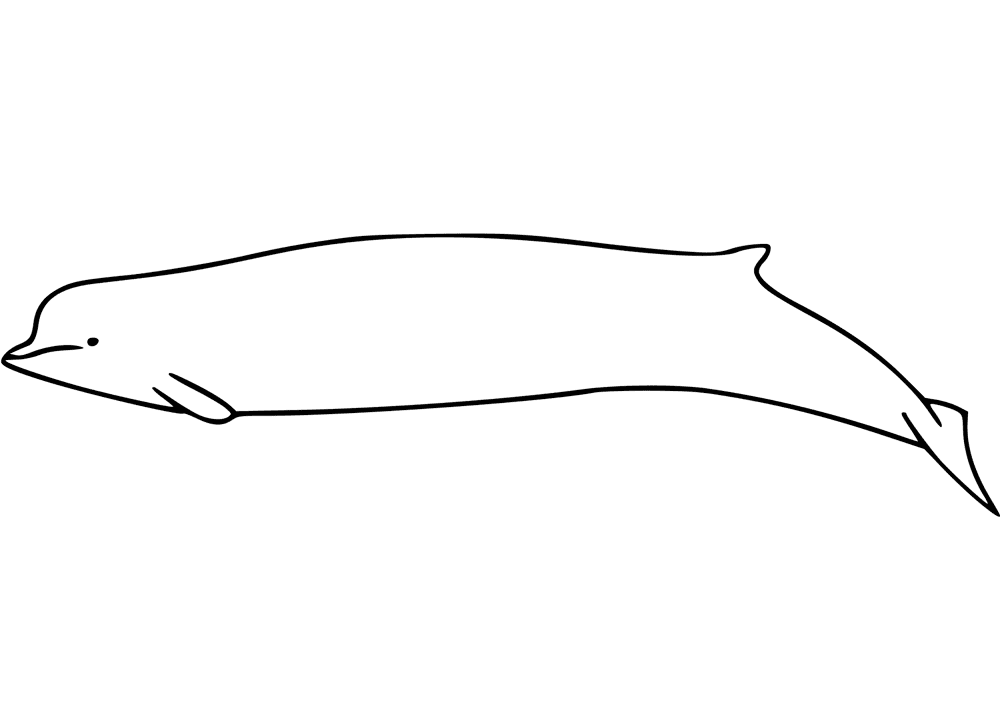 Southern Bottlenose Whale Coloring Page Md Coloring Page — Free Printable — free printable coloring page