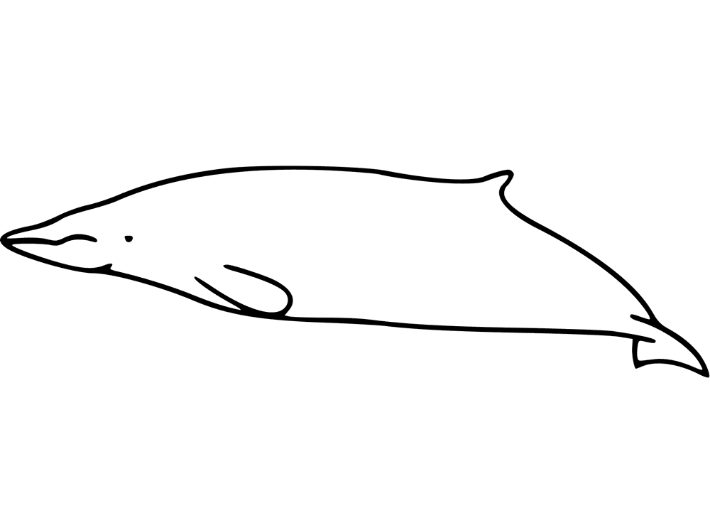 Sowerbys Beaked Whale Coloring Page Md Coloring Page — Free Printable — free printable coloring page