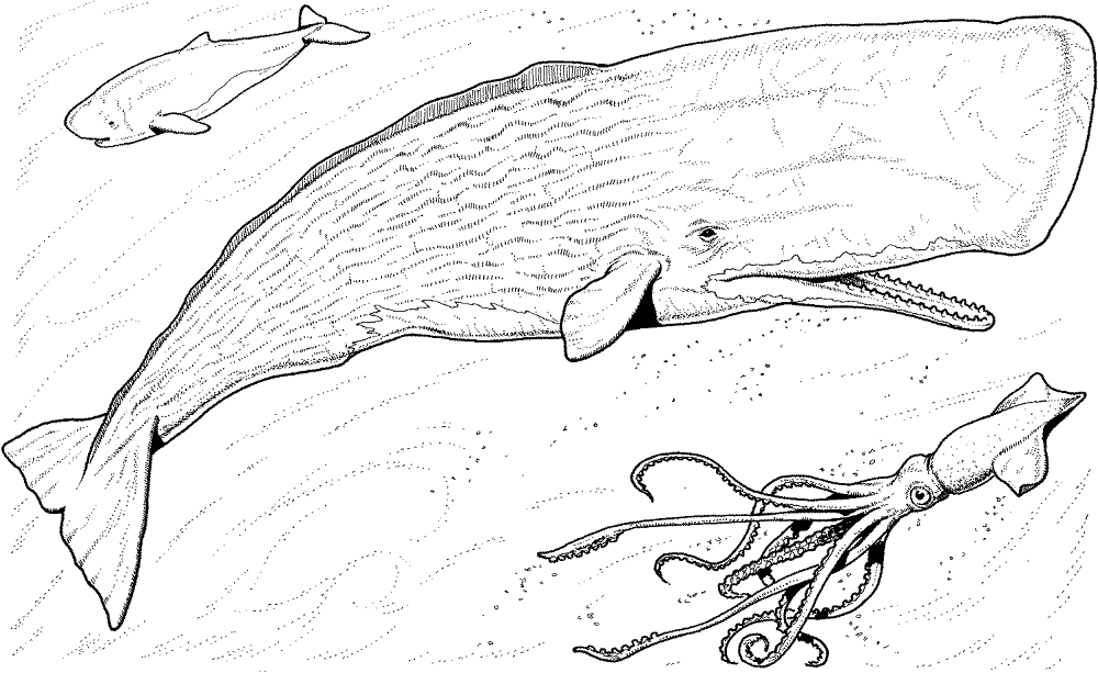 Sperm Whale Baby Coloring Page Md Coloring Page — Free Printable — free printable coloring page