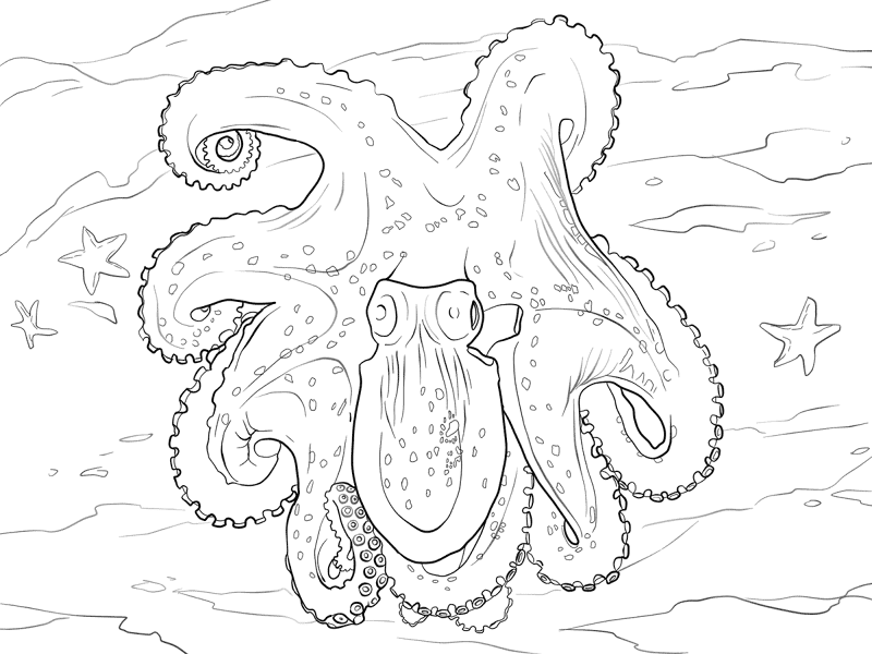 Spider Octopus Coloring Pages Md Coloring Page — Free Printable — free printable coloring page