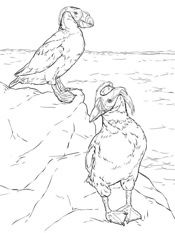 Tufted Puffin Coloring Pages Md Coloring Page — Free Printable — free printable coloring page