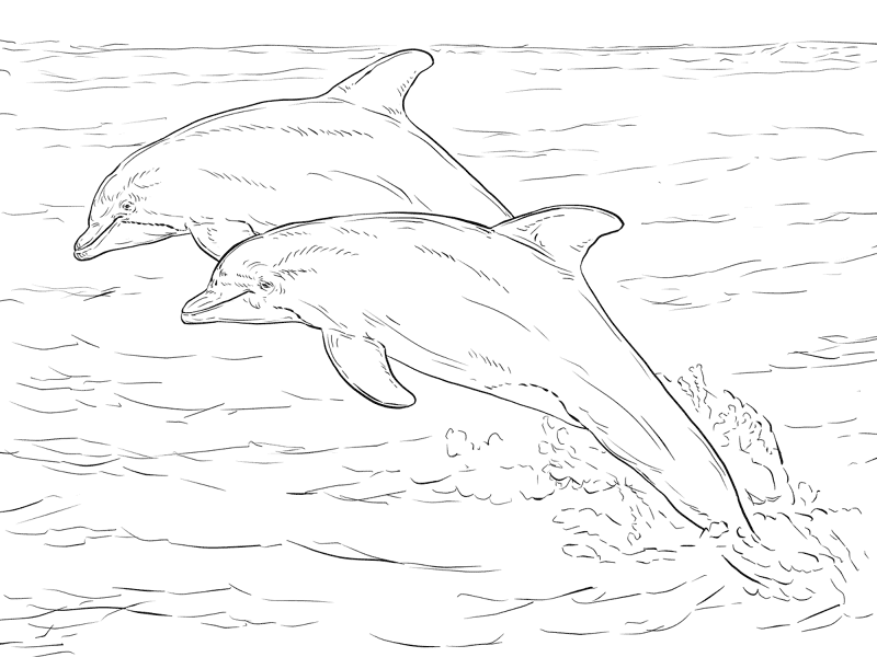 Two Atlantic Bottlenose Dolphins Coloring Page Md Coloring Page — Free Printable — free printable coloring page
