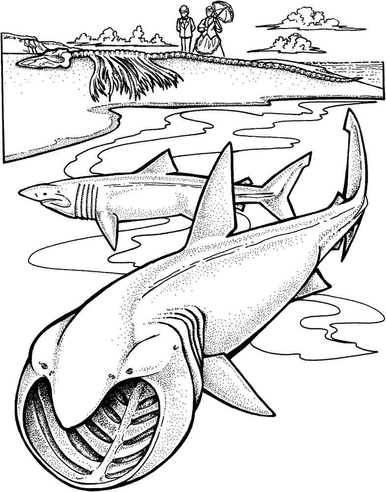 Two Basking Sharks Coloring Page Md Coloring Page — Free Printable — free printable coloring page