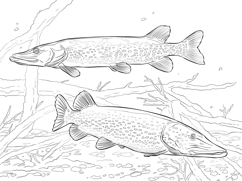 Two Northern Pikes Md Coloring Page — Free Printable — free printable coloring page