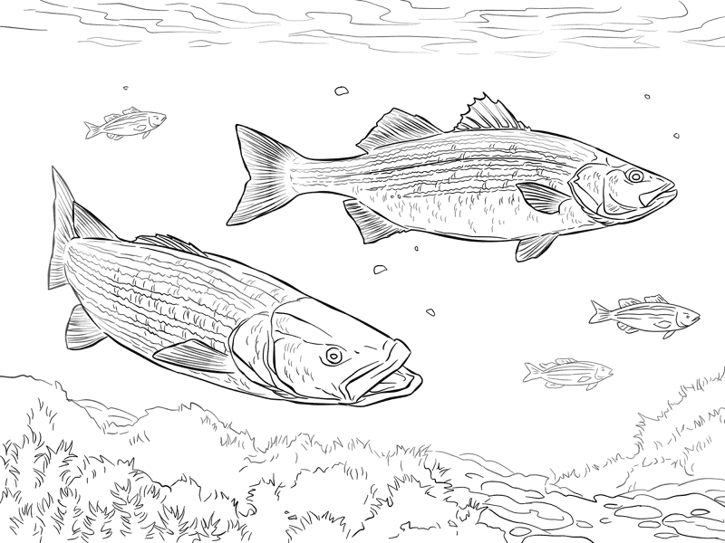 Two Striped Basses Md Coloring Page — Free Printable — free printable coloring page