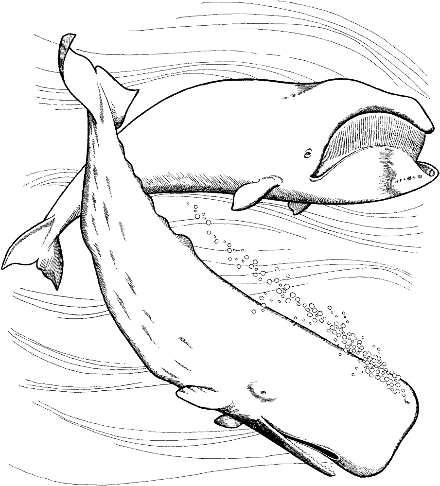 Two Whales Coloring Page Md Coloring Page — Free Printable — free printable coloring page