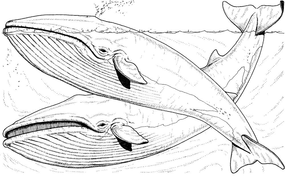 Two Whales In The Sea Coloring Page Md Coloring Page — Free Printable — free printable coloring page