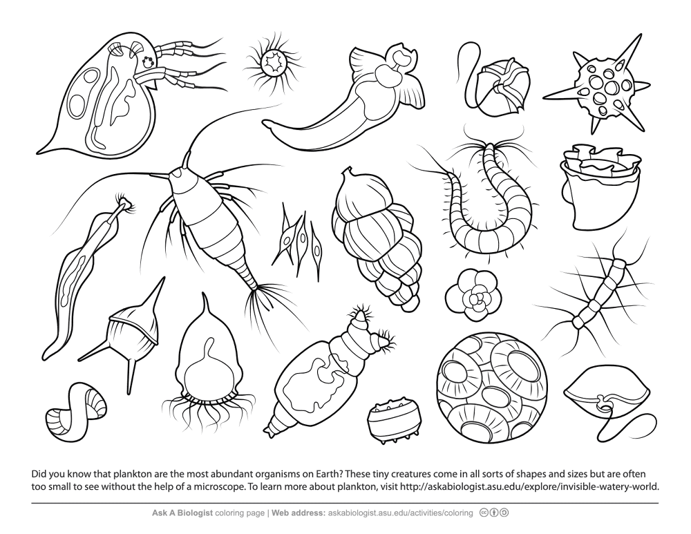 Types Of Plankton Md Coloring Page — Free Printable — free printable coloring page